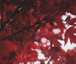 Preview wallpaper leaves, autumn, red, blur