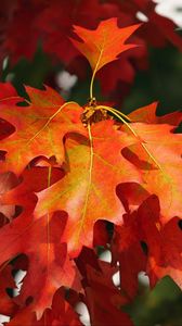 Preview wallpaper leaves, autumn, red, october