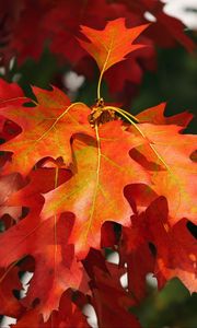 Preview wallpaper leaves, autumn, red, october