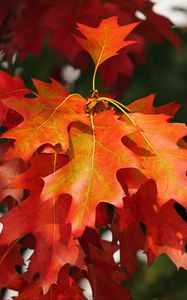 Preview wallpaper leaves, autumn, red, october