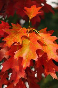 Preview wallpaper leaves, autumn, red, october