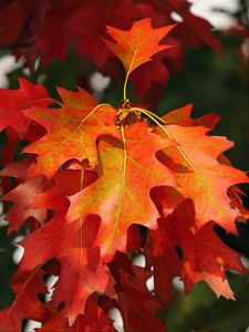 Preview wallpaper leaves, autumn, red, october