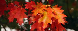 Preview wallpaper leaves, autumn, red, october