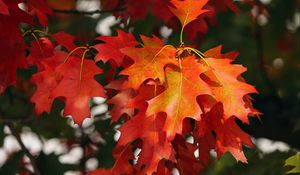 Preview wallpaper leaves, autumn, red, october