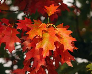 Preview wallpaper leaves, autumn, red, october