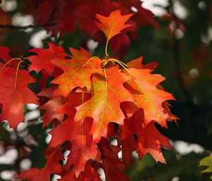 Preview wallpaper leaves, autumn, red, october