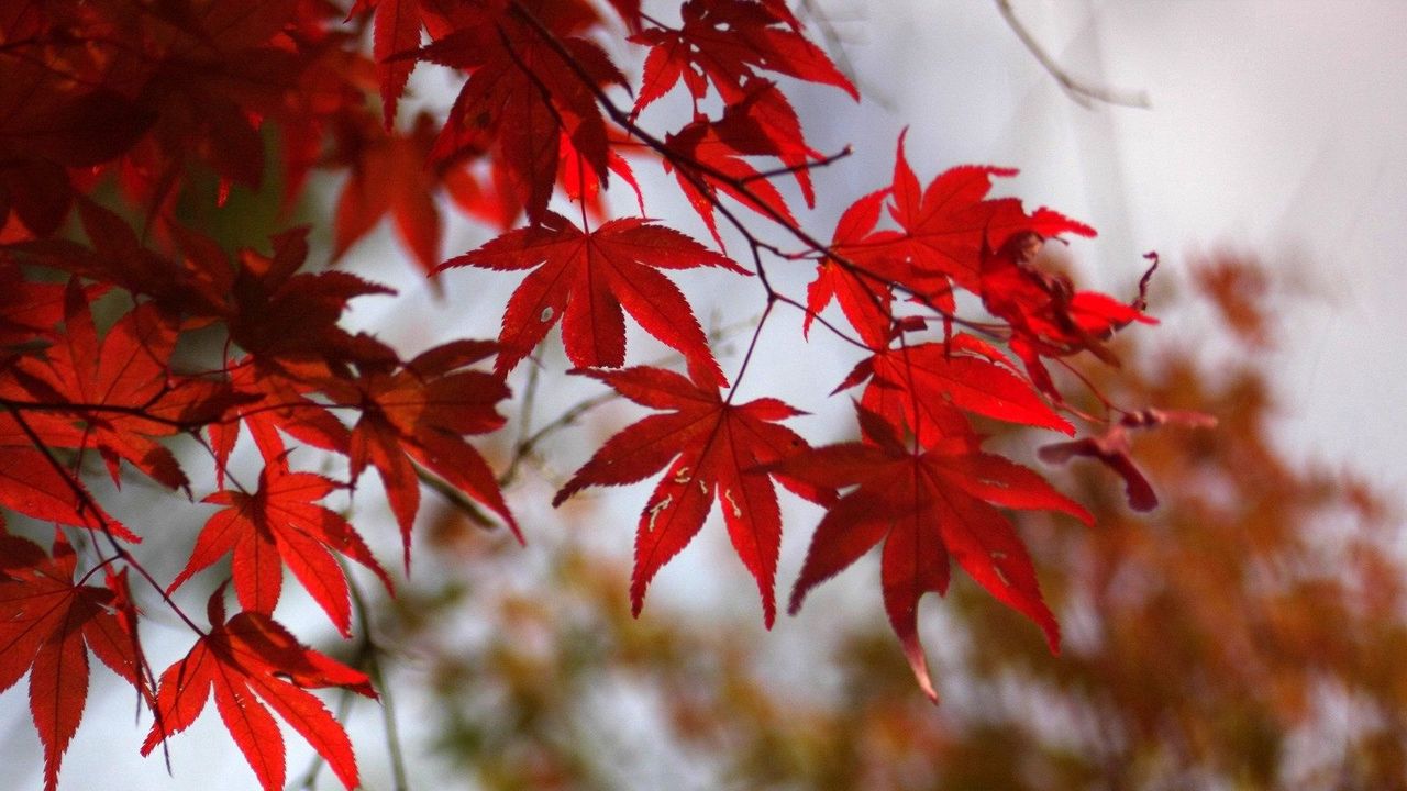 Wallpaper leaves, autumn, red, dry