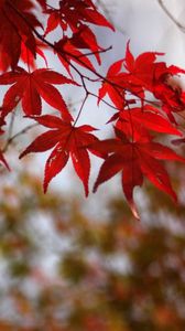 Preview wallpaper leaves, autumn, red, dry