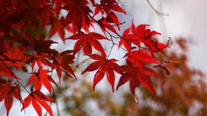 Preview wallpaper leaves, autumn, red, dry