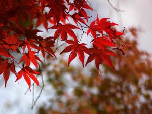 Preview wallpaper leaves, autumn, red, dry