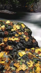 Preview wallpaper leaves, autumn, river, stones, moss