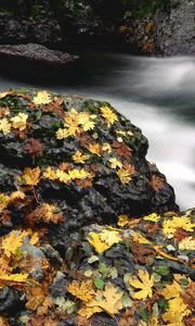 Preview wallpaper leaves, autumn, river, stones, moss