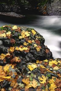 Preview wallpaper leaves, autumn, river, stones, moss