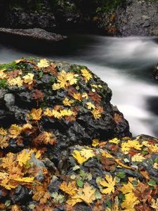 Preview wallpaper leaves, autumn, river, stones, moss