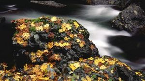 Preview wallpaper leaves, autumn, river, stones, moss