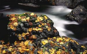 Preview wallpaper leaves, autumn, river, stones, moss