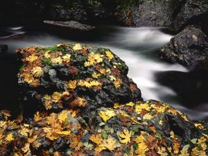 Preview wallpaper leaves, autumn, river, stones, moss