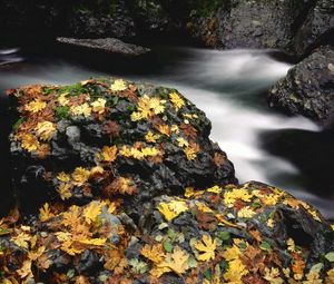 Preview wallpaper leaves, autumn, river, stones, moss