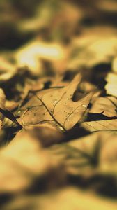 Preview wallpaper leaves, autumn, shadow