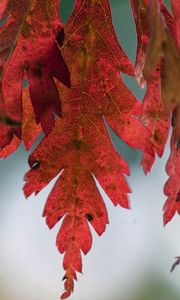Preview wallpaper leaves, autumn, spots