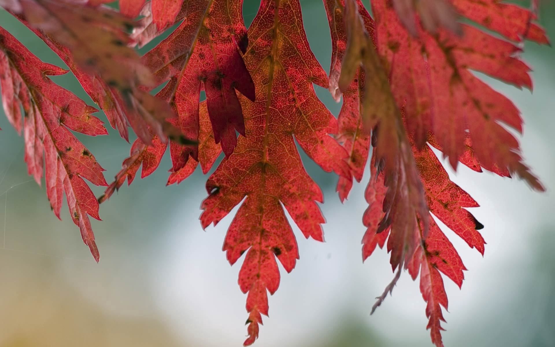 download-wallpaper-1920x1200-leaves-autumn-spots-hd-background