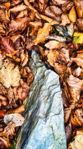 Preview wallpaper leaves, autumn, stone, forest, orange, nature