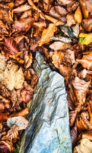 Preview wallpaper leaves, autumn, stone, forest, orange, nature