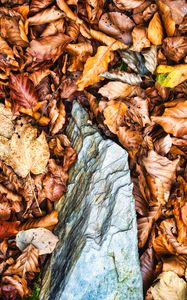 Preview wallpaper leaves, autumn, stone, forest, orange, nature