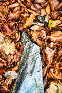 Preview wallpaper leaves, autumn, stone, forest, orange, nature