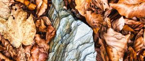 Preview wallpaper leaves, autumn, stone, forest, orange, nature
