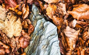 Preview wallpaper leaves, autumn, stone, forest, orange, nature
