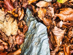 Preview wallpaper leaves, autumn, stone, forest, orange, nature