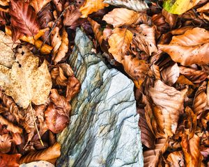 Preview wallpaper leaves, autumn, stone, forest, orange, nature