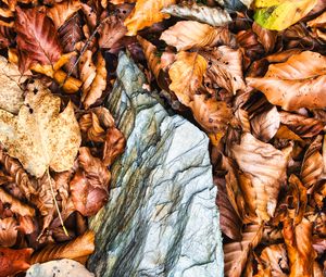 Preview wallpaper leaves, autumn, stone, forest, orange, nature