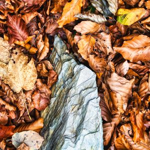 Preview wallpaper leaves, autumn, stone, forest, orange, nature