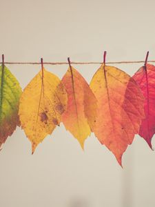 Preview wallpaper leaves, autumn, thread