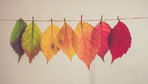 Preview wallpaper leaves, autumn, thread