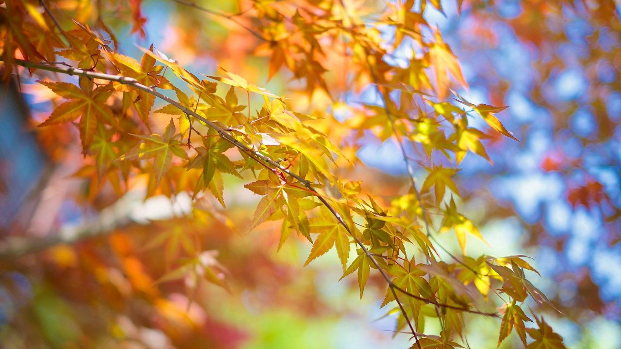 Wallpaper leaves, autumn, tree, branch