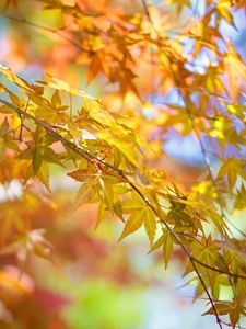 Preview wallpaper leaves, autumn, tree, branch