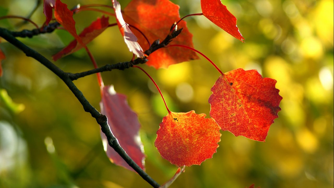 Wallpaper leaves, autumn, tree, branch