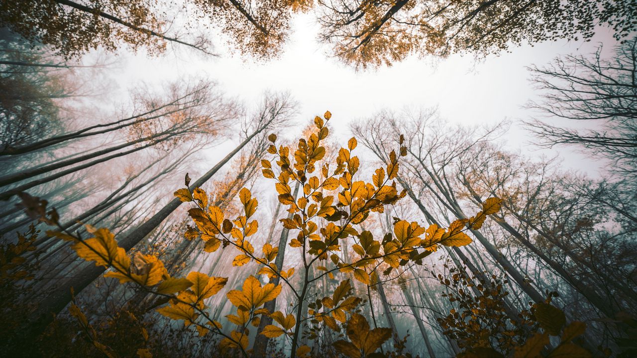 Wallpaper leaves, autumn, trees, forest, view from below