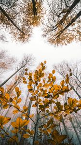 Preview wallpaper leaves, autumn, trees, forest, view from below