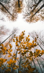 Preview wallpaper leaves, autumn, trees, forest, view from below