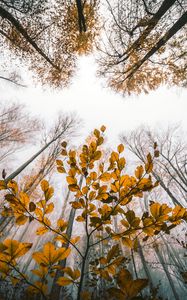 Preview wallpaper leaves, autumn, trees, forest, view from below