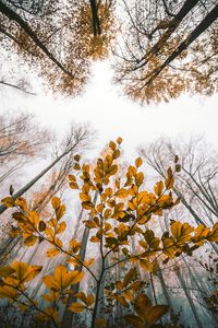 Preview wallpaper leaves, autumn, trees, forest, view from below