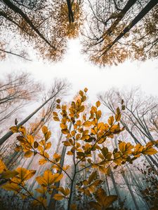 Preview wallpaper leaves, autumn, trees, forest, view from below