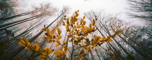 Preview wallpaper leaves, autumn, trees, forest, view from below