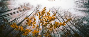 Preview wallpaper leaves, autumn, trees, forest, view from below