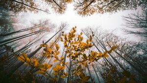 Preview wallpaper leaves, autumn, trees, forest, view from below