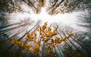 Preview wallpaper leaves, autumn, trees, forest, view from below